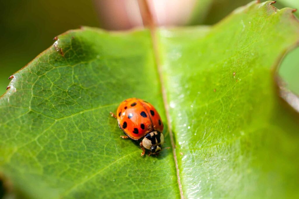 asian beetle 1