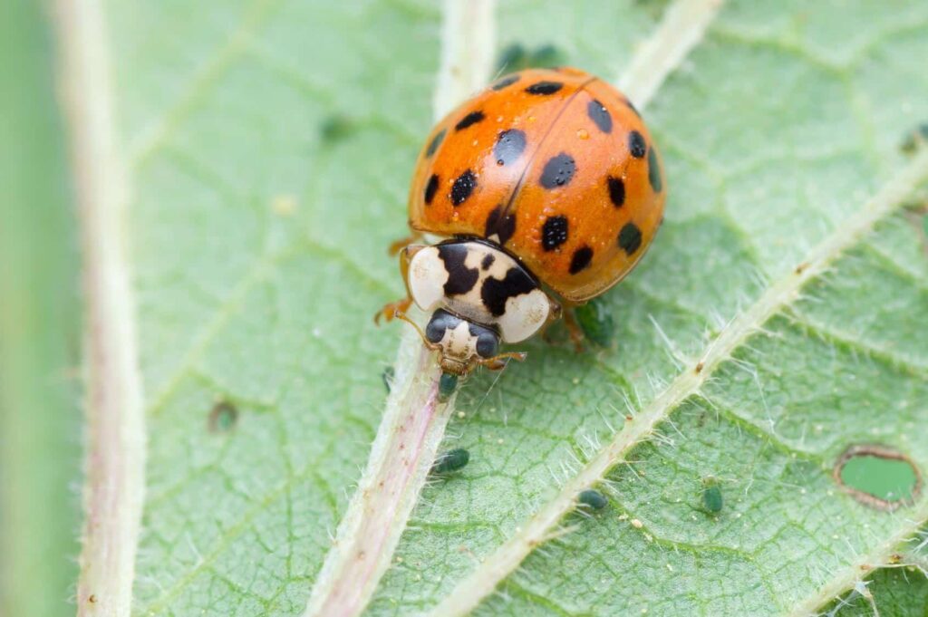 A close-up of an orange ladybug with black spots walking on a green leaf.