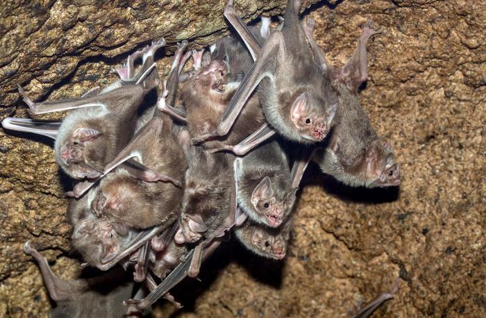 A group of bats clings upside down to a rough cave ceiling, closely packed together with wings partially wrapped around their bodies.