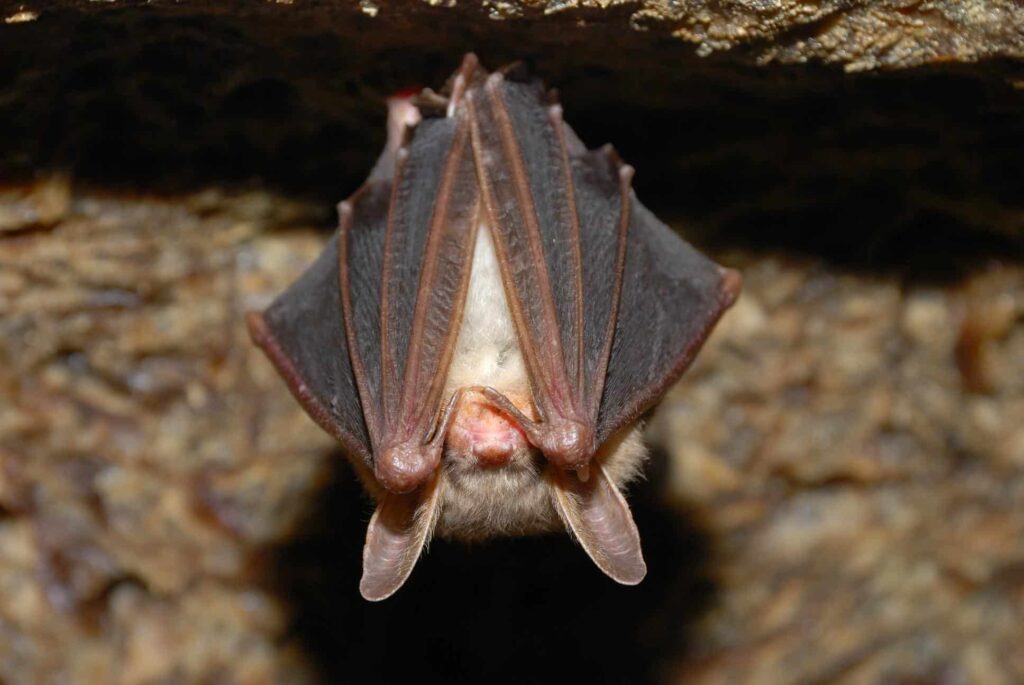 A bat hangs upside down from a cave ceiling with its wings wrapped around its body.