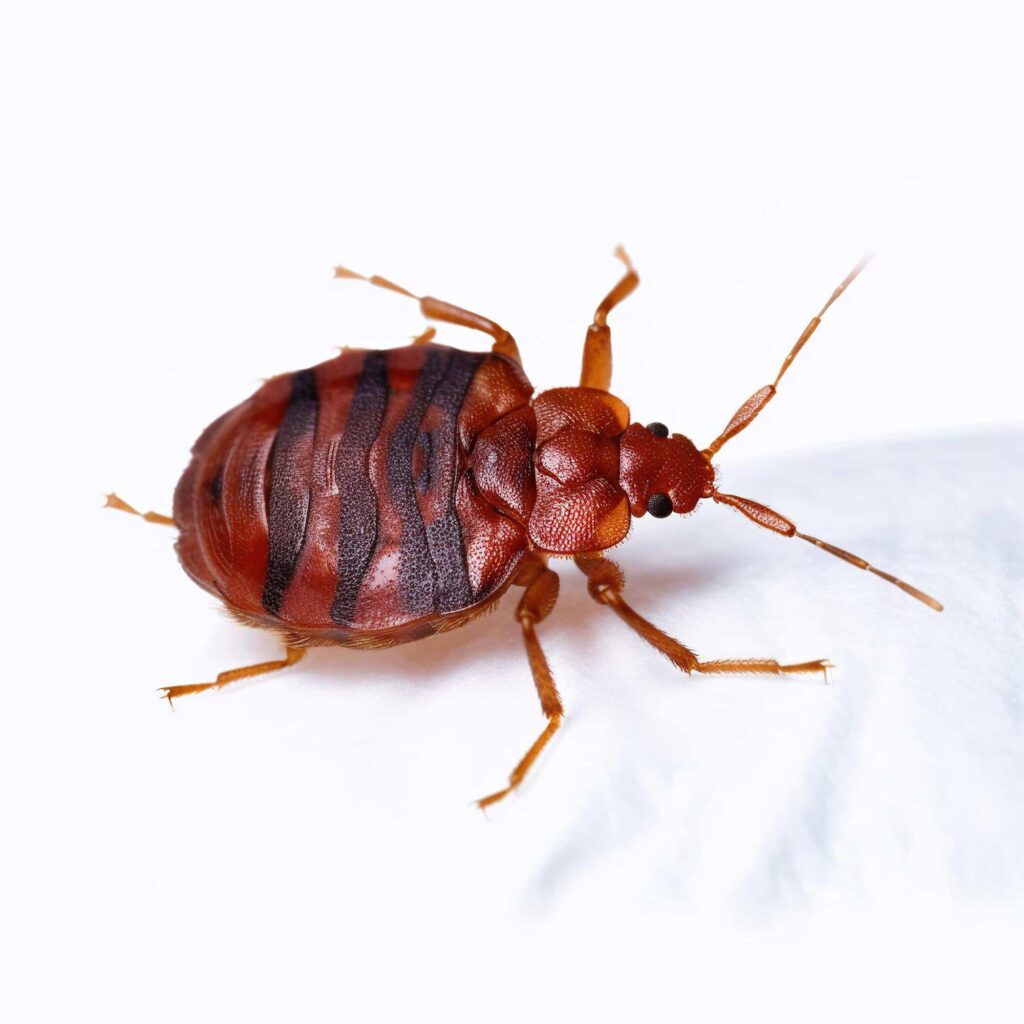 bed bug 1