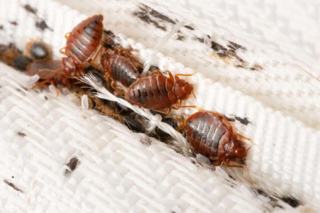 bed bug 2