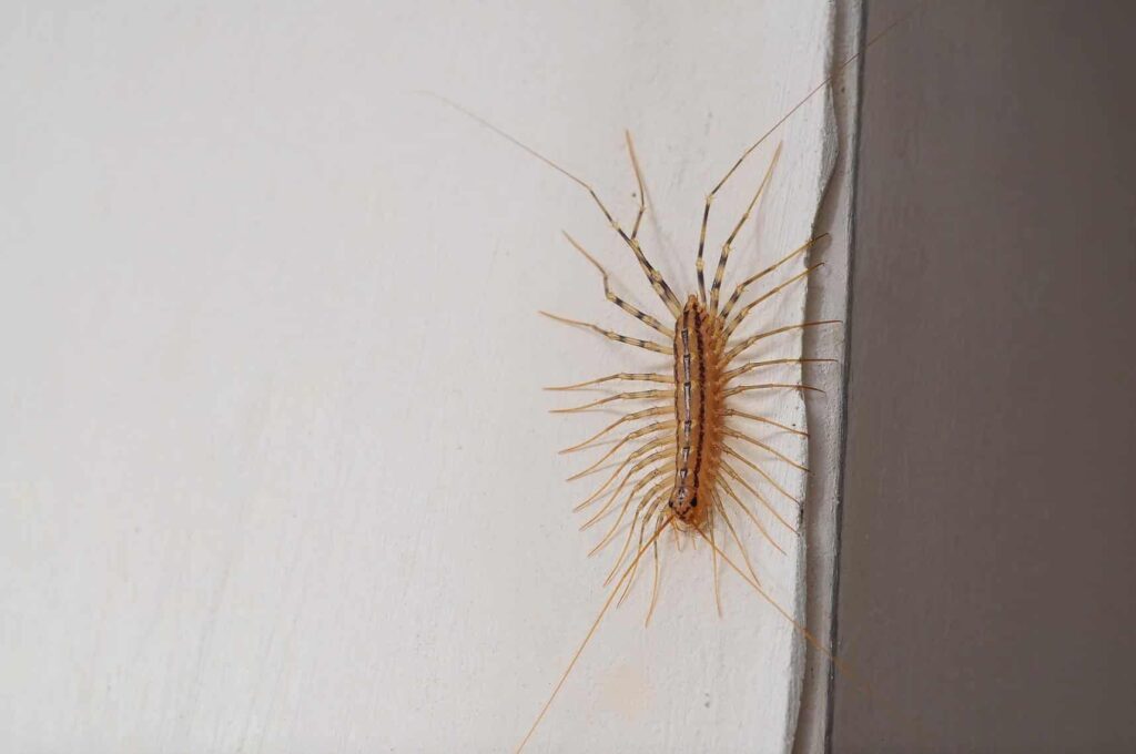 centipede 1