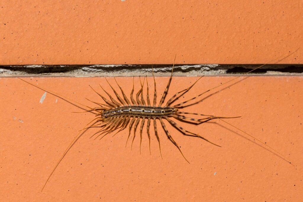 centipede 2