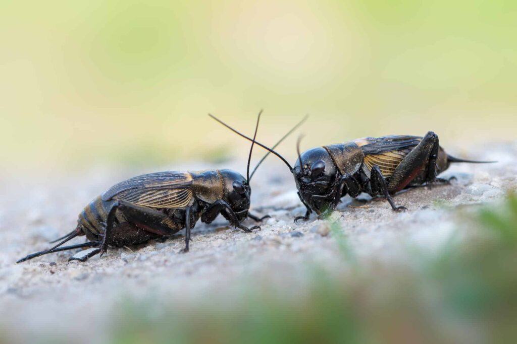 cricket 1