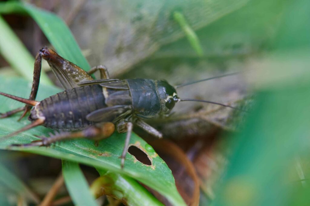 cricket 2