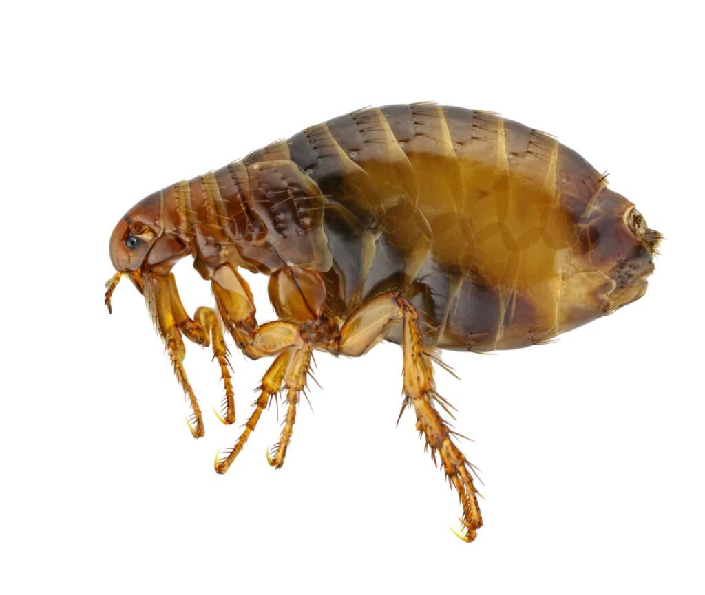 flea 2