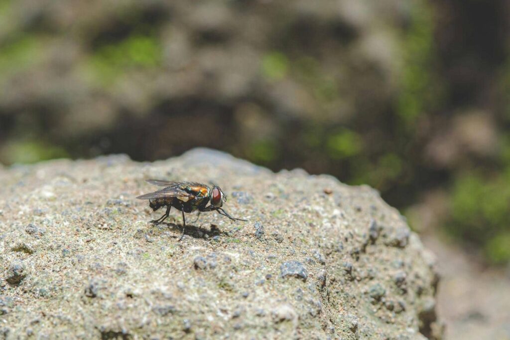 fly 1