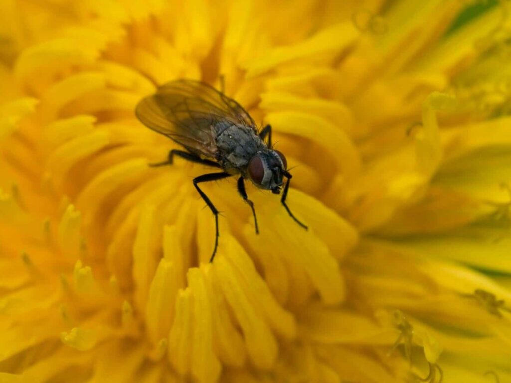 A close-up of a common housefly standing on the yellow petals of a dandelion flower.