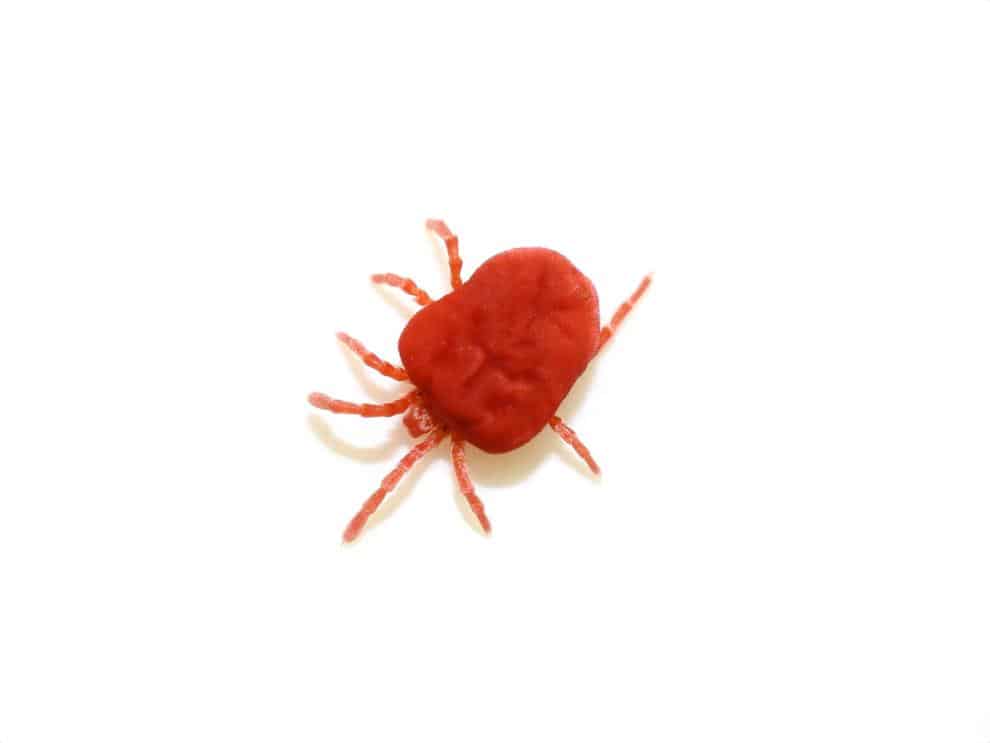 mite 1