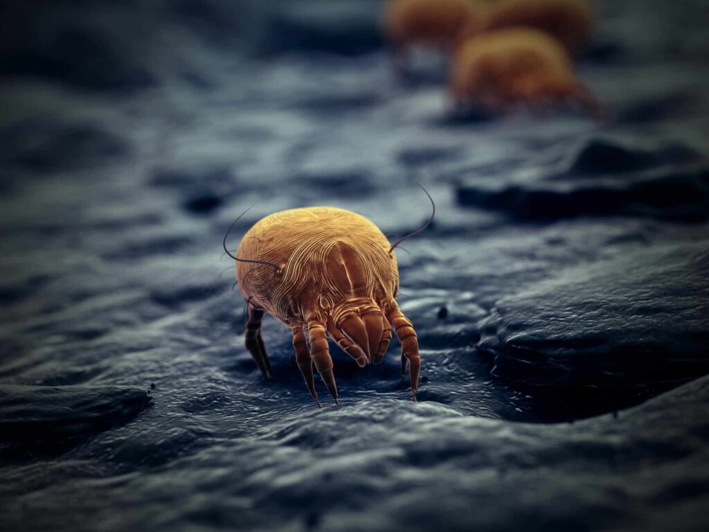 mite 2