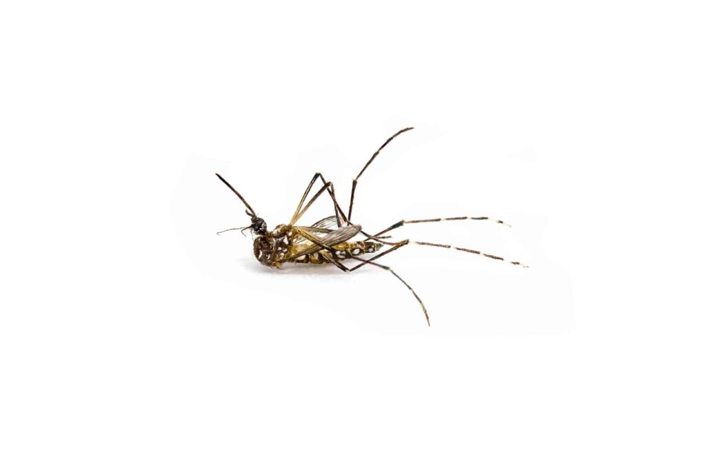 A dead mosquito lying on its back against a white background.