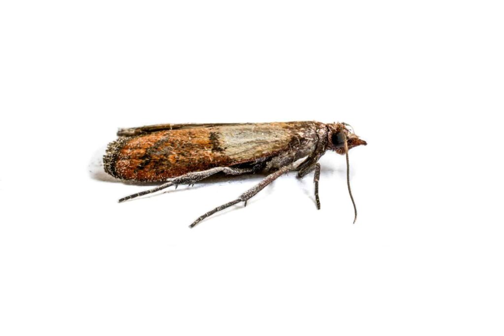 moth 1