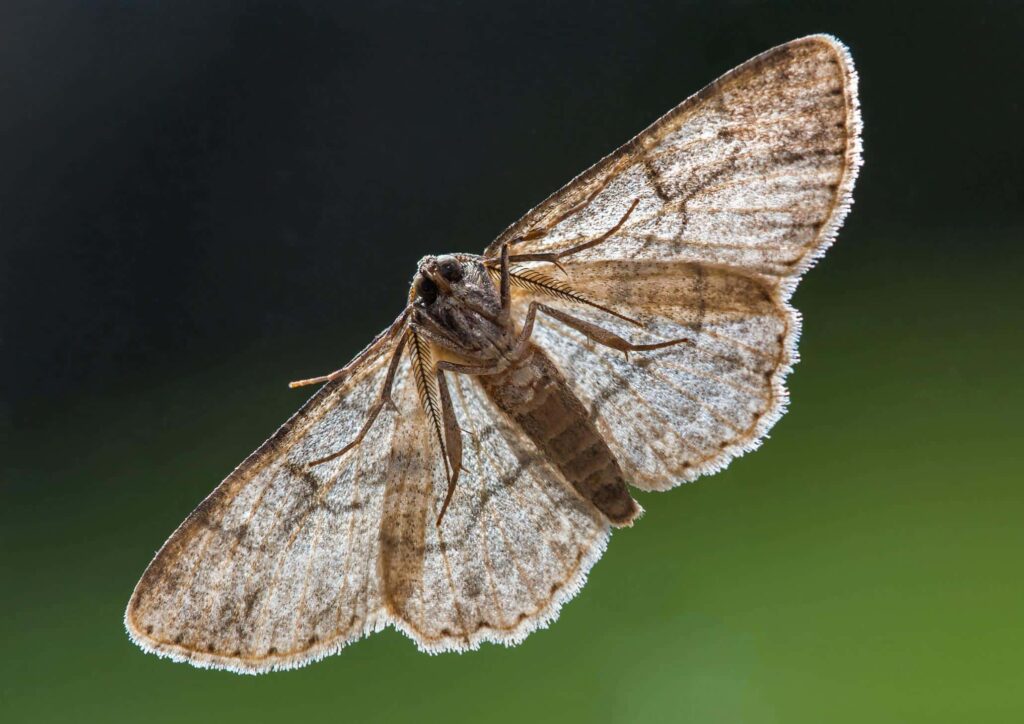 moth 2