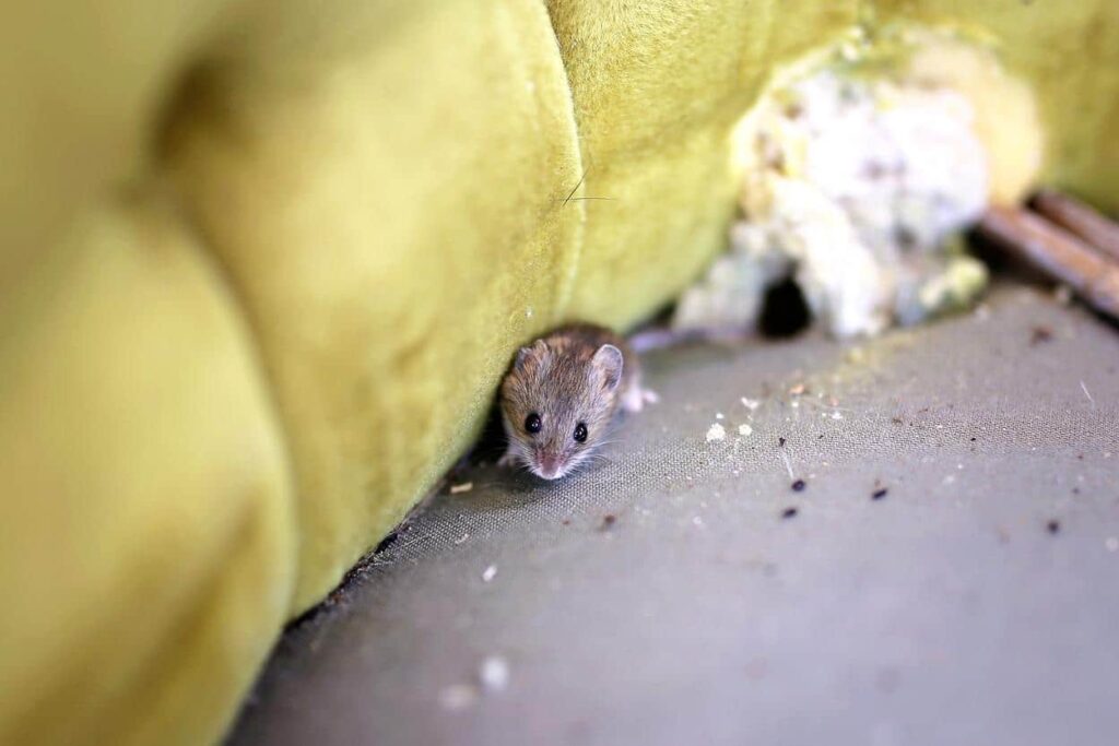 A small mouse sits on a dirty, worn couch cushion next to a torn section with exposed stuffing.