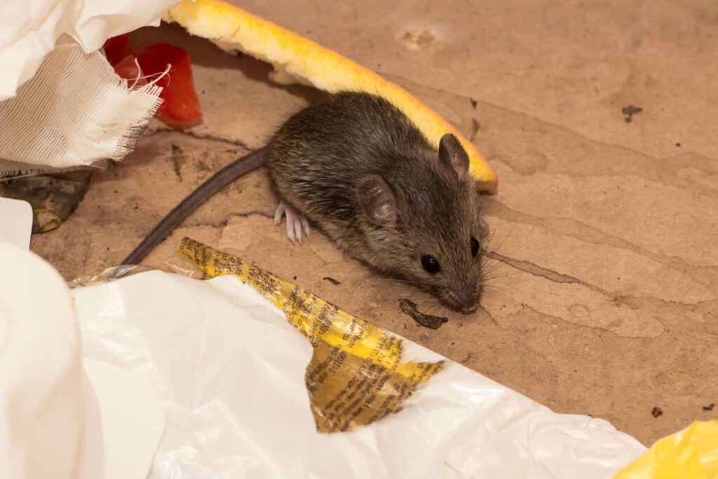 A small brown mouse on a dirty floor surrounded by food scraps, plastic, and other trash.