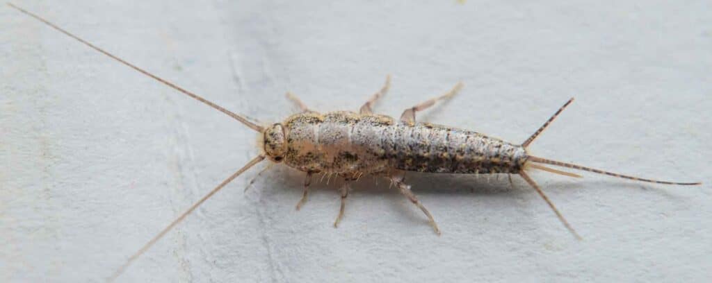 silverfish 2