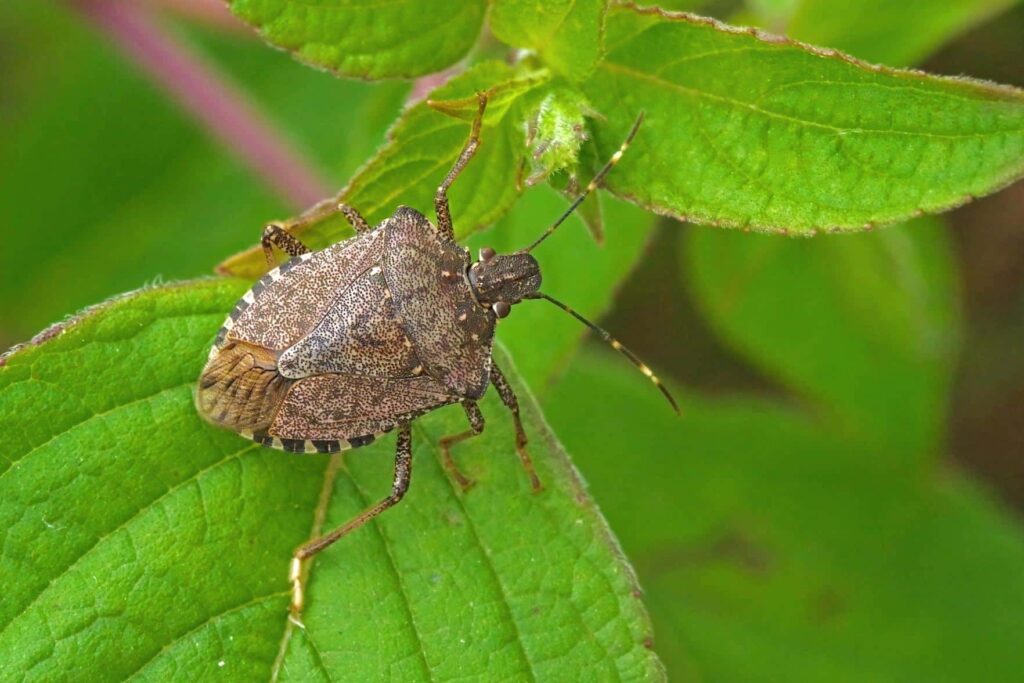 stink bug 1