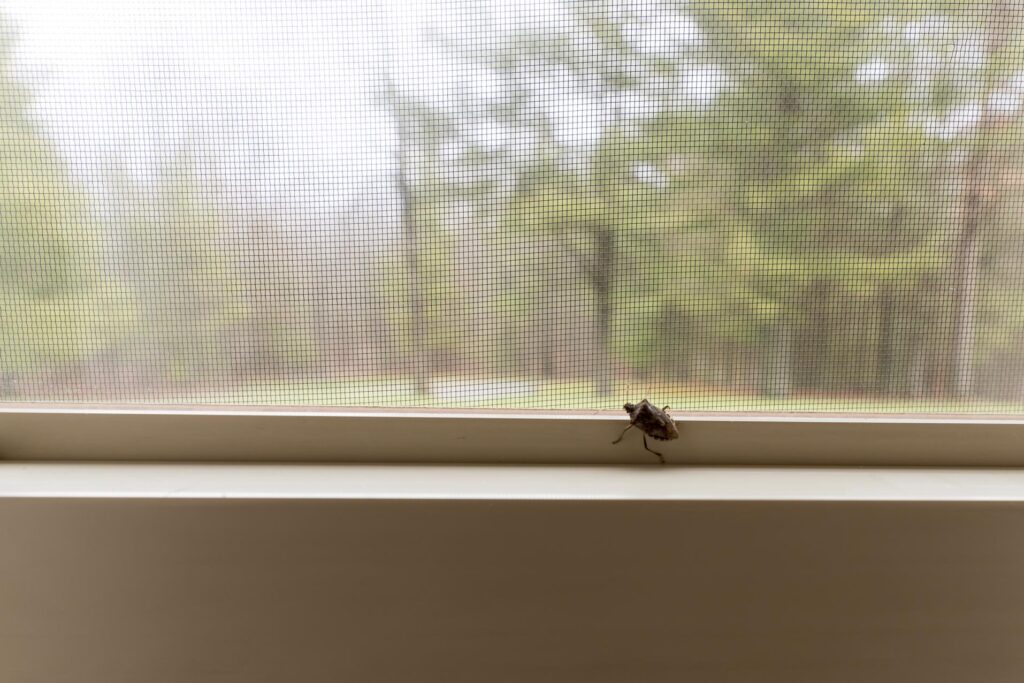 stink bug 2