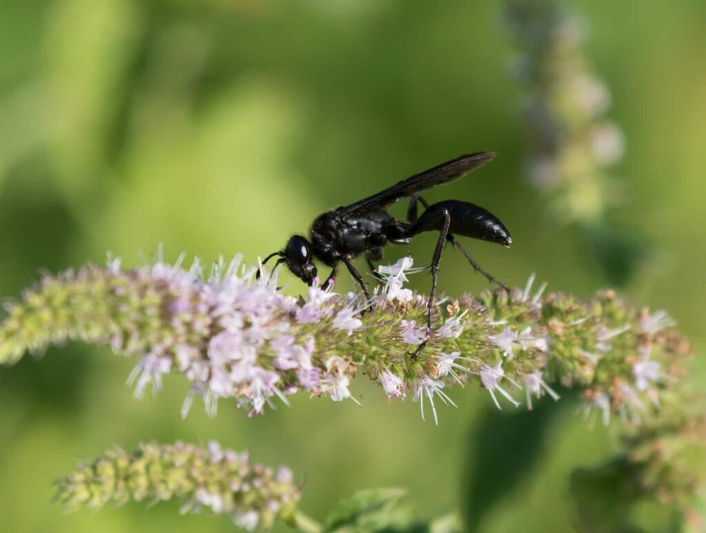A black wasp is perched on a flowering plant, collecting nectar. The background is blurred green foliage.