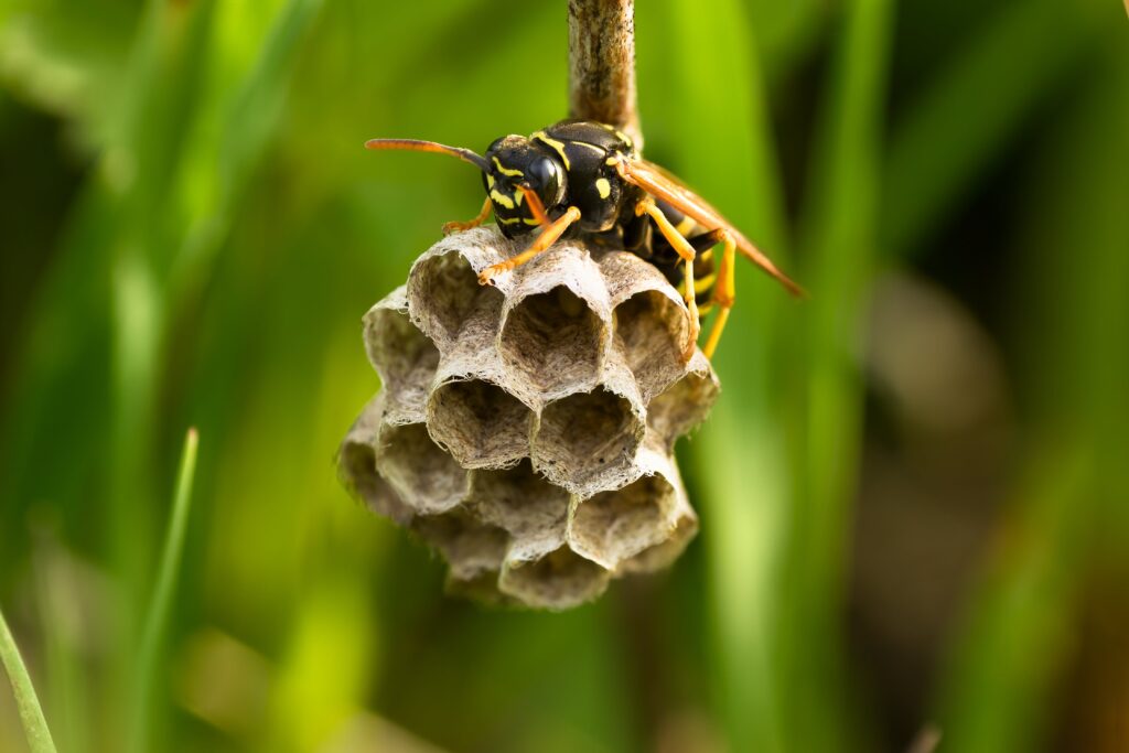 A wasp is perched on a small hexagonal paper nest attached to a plant stem, surrounded by green leaves.