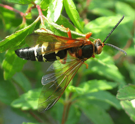 A large black and yellow insect pest, likely a Cicada Killer Wasp with transparent wings, is perched on a green leafy plant.
