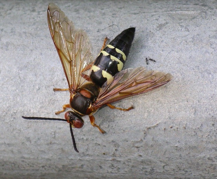 A large Cicada Killer Wasp with transparent wings and yellow-black markings is standing on a gray surface.