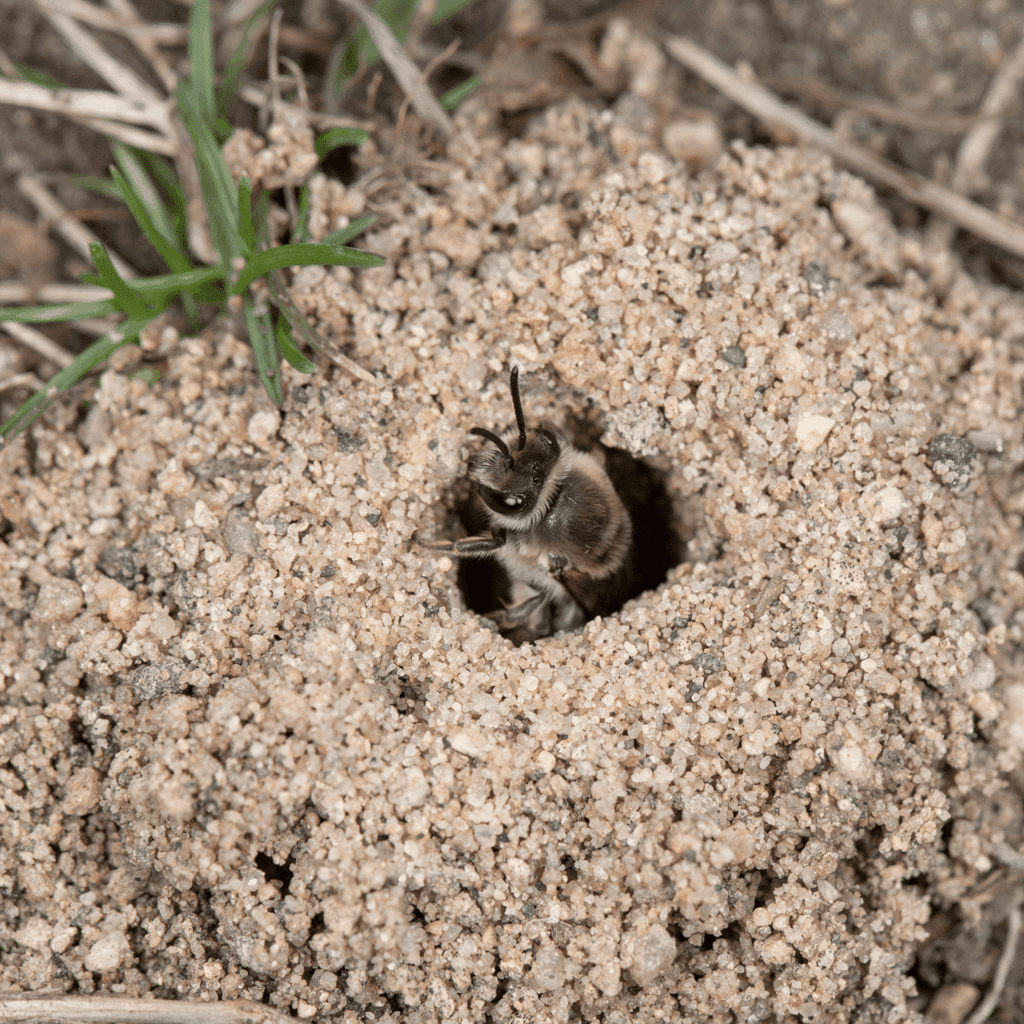 A bee is emerging headfirst from a hole in the sandy ground, surrounded by small plants and loose soil.