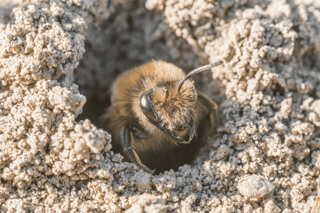 A close-up of a bee emerging from a small hole in dry, crumbly soil.
