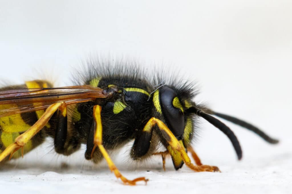 Close-up of a yellow and black wasp, commonly known as a Yellow Jacket, on a white surface, highlighting detailed body segments, wings, and antennae.