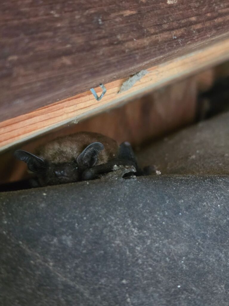 A small bat is partially visible, resting in a narrow gap between a wooden board and a dark surface—a common sight that highlights the importance of professional bat removal for effective wildlife control.
